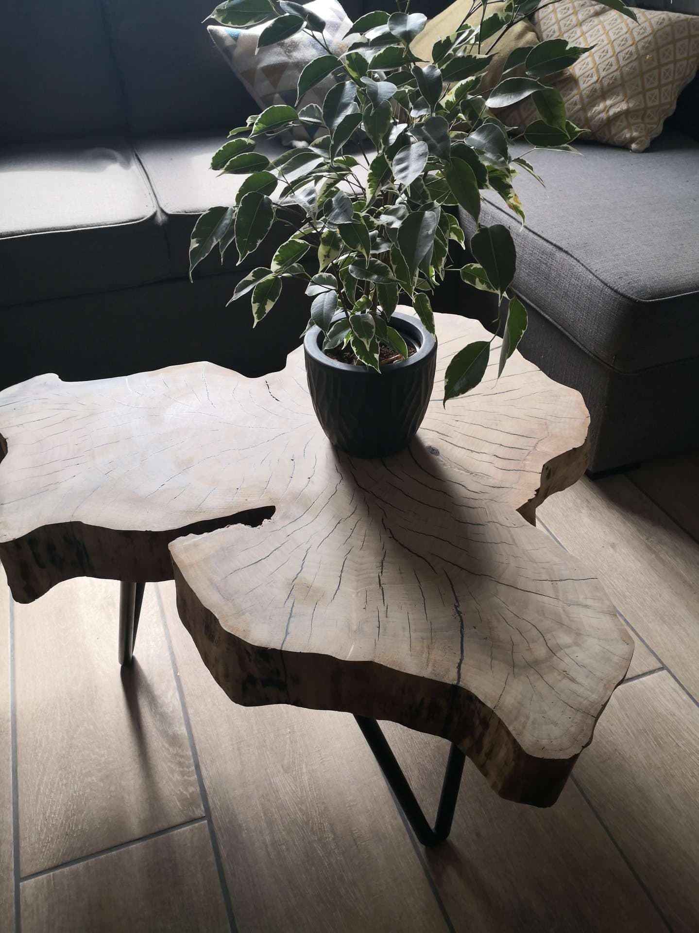 Table basse à deux rondelles de peuplier sur pieds épingle noirs, dans un salon, une plante posée dessus